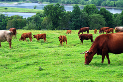 Cattle Grazing in Field